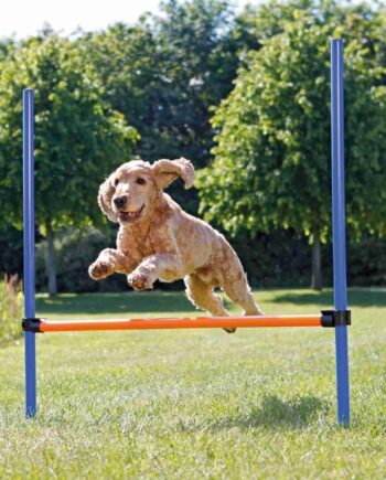 Agility Hurdle  Spring