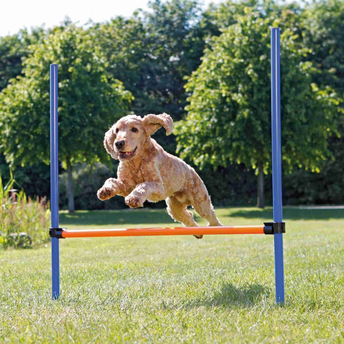 Agility Hurdle Spring