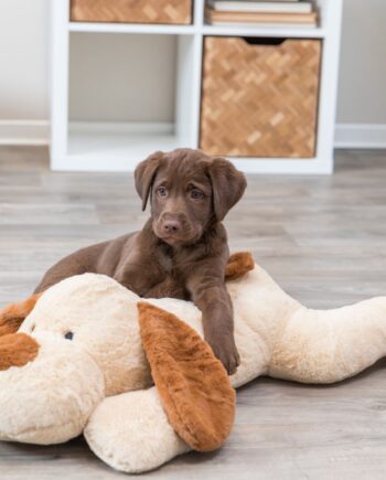 Benny Kælehund  75cm