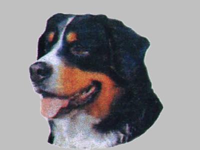Berner Sennenhund Hv Vælg: Klistermærke Nøglering Broche Slipsenål Mm