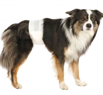 Bleer Til Hanhunde