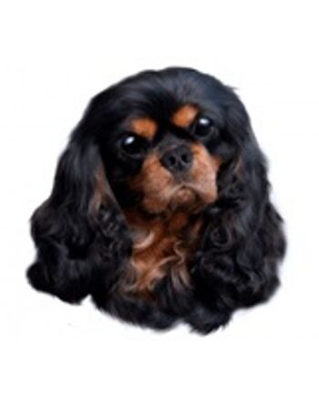 Cavalier King Charles Spaniel  Black   Tan  Vælg: Klistermærke  Mm