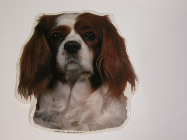 Cavalier King Charles Spaniel Rød Brun Hv Vælg: Klistermærke Nøglering Broche Slipsenål Mm