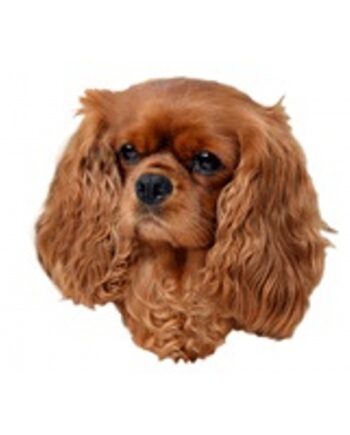 Cavalier King Charles Spaniel  Rød  Vælg: Klistermærke  Mm
