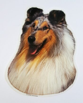 Collie  Blue Merle  Hv  Klistermærke Og Nøglering