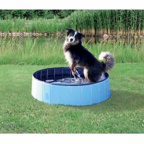 Dog Pool Hunde Bassin