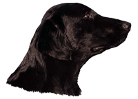 Flat Coated Retriever  Hv  Vælg: Klistermærke  Nøglering  Broche  Slipsenål  Mm
