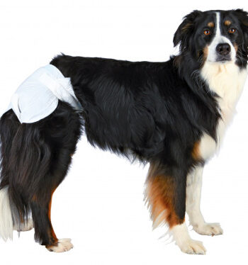 Hundeble 12 Stk  Pk