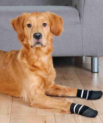 Hundesokker Med Gummi Bund