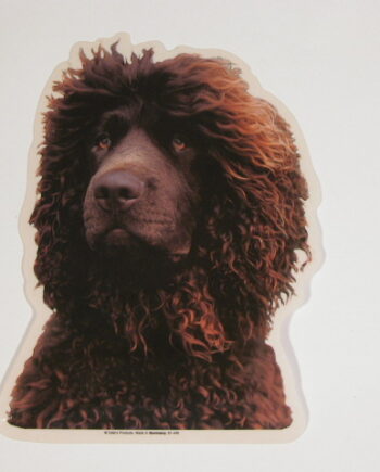 Irish Water Spaniel  Hv  Vælg: Klistermærke  Nøglering  Broche  Slipsenål  Mm