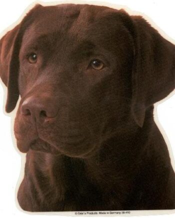 Labrador Retriever  Brun  Hv  Vælg: Klistermærke  Nøglering  Mm