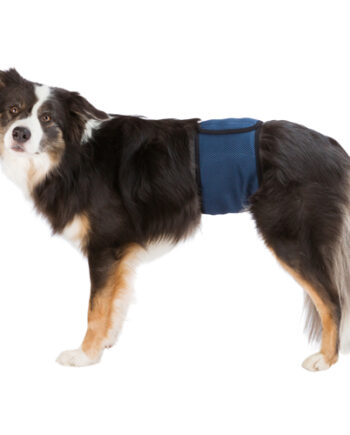 Mavebånd Til Hanhund