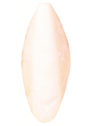 Naturlig Sepiaskal Ca   -12cm