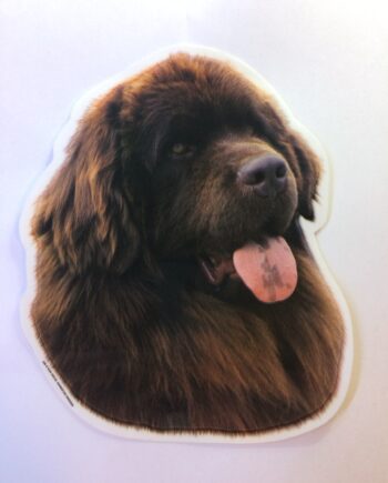 Newfoundland  Hv  Brun