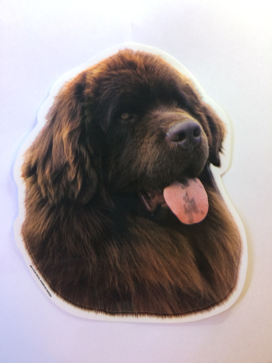 Newfoundland Hv Brun