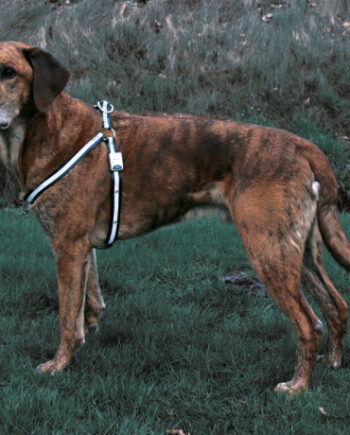Reflash Hundesele Med Diodelys