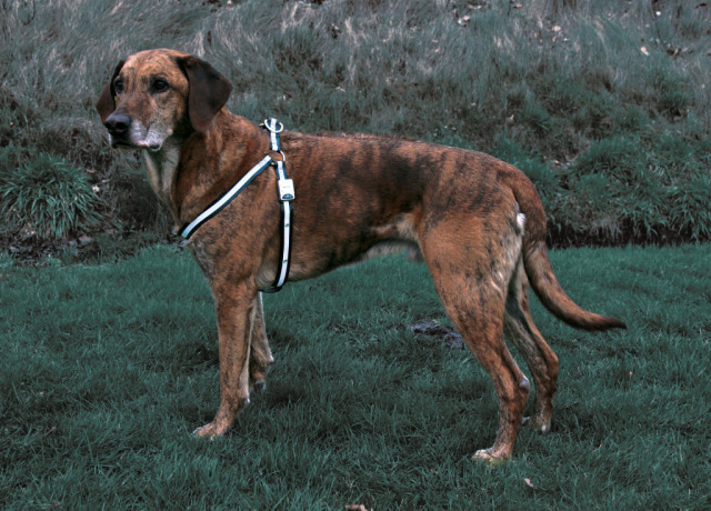 Reflash Hundesele Med Diodelys