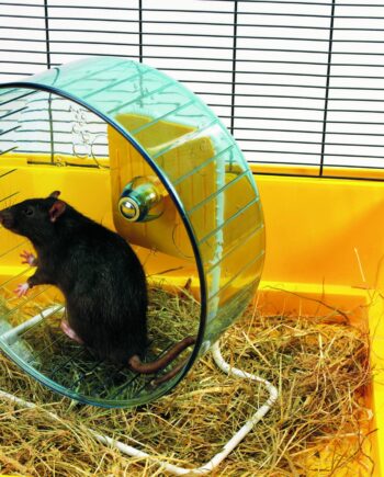 Savic Rolly   Løbehjul Med Fod