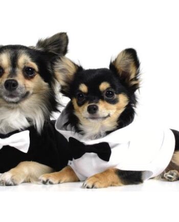 Theo Hunde  -shirt Dog 07  Med Butterfly