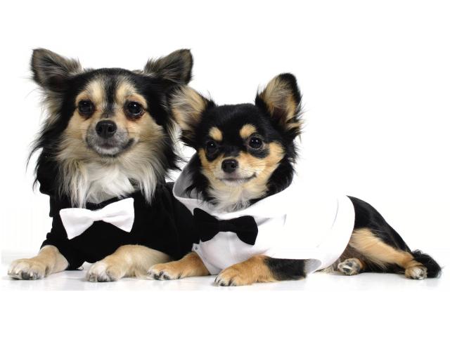 Theo Hunde -shirt Dog 07 Med Butterfly