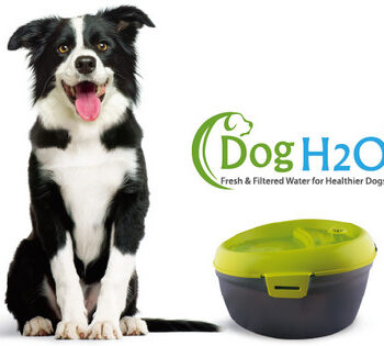 Vandfontæne Til Hund Med Filter Og Dentalcare Sticks