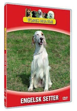 Vores Hunde Engelsk Setter