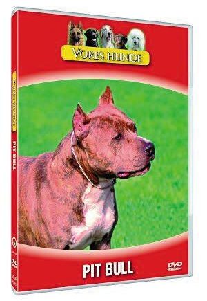 Vores Hunde Pit Bull