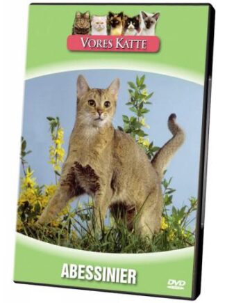Vores Katte  Abessinier