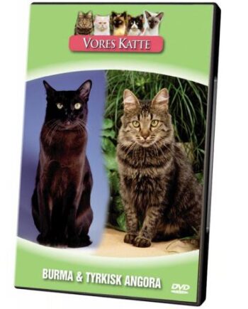 Vores Katte  Burma   Tyrkisk Angora