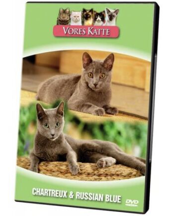 Vores Katte  Chartreux   Russian Blue
