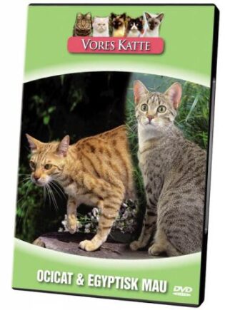 Vores Katte  Ocicat   Egyptisk Mau