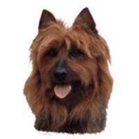 Klistermærke  Australsk Terrier