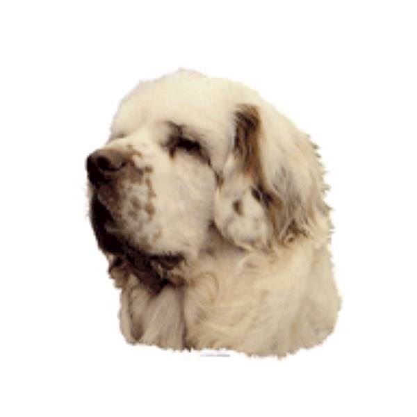Klistermærke Clumber Spaniel