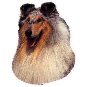 Klistermærke  Collie