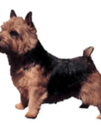 Klistermærke  Norwish Terrier  Large