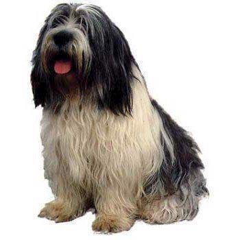 Klistermærke  Polish Lowland Sheepdog