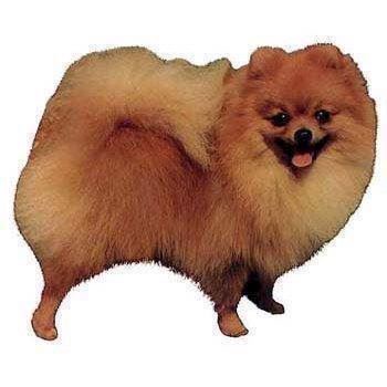 Klistermærke  Pomeranier