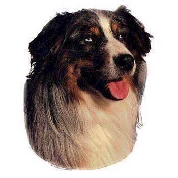 Klistermærke  Sheepdog