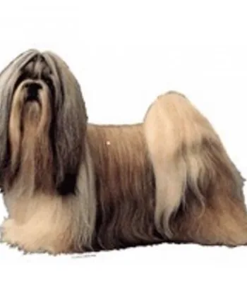 Klistermærke  Shih Tzu  Large