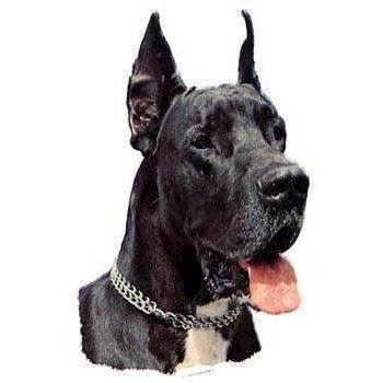 Klistermærke  Sort Grand Danois