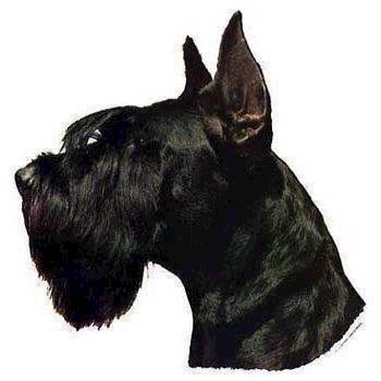 Klistermærke  Stor Schnauzer