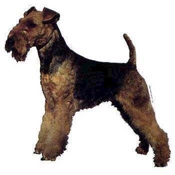 Klistermærke  Welsh Terrier