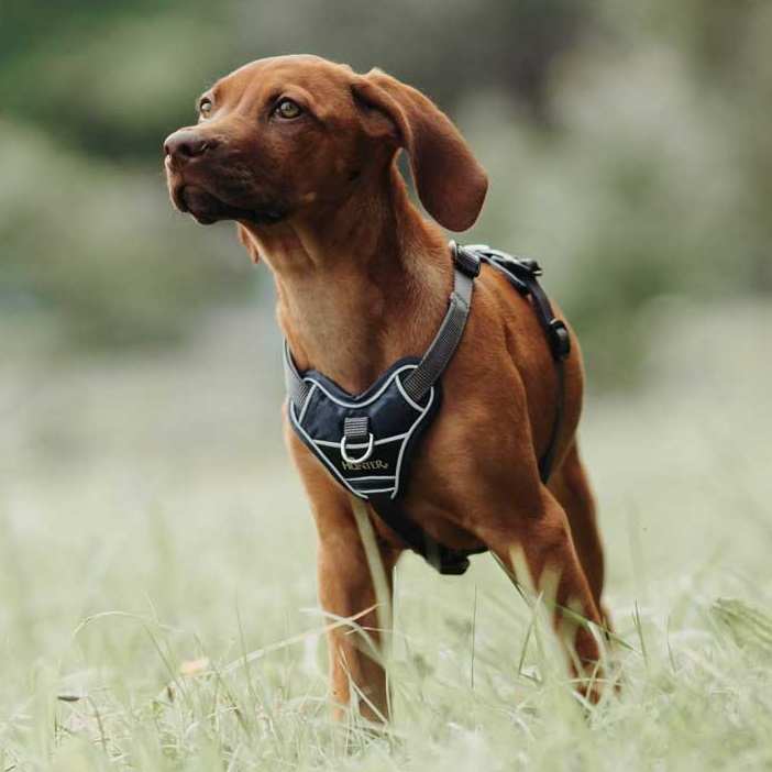 Hunter Divo Sele  Petrol Grå