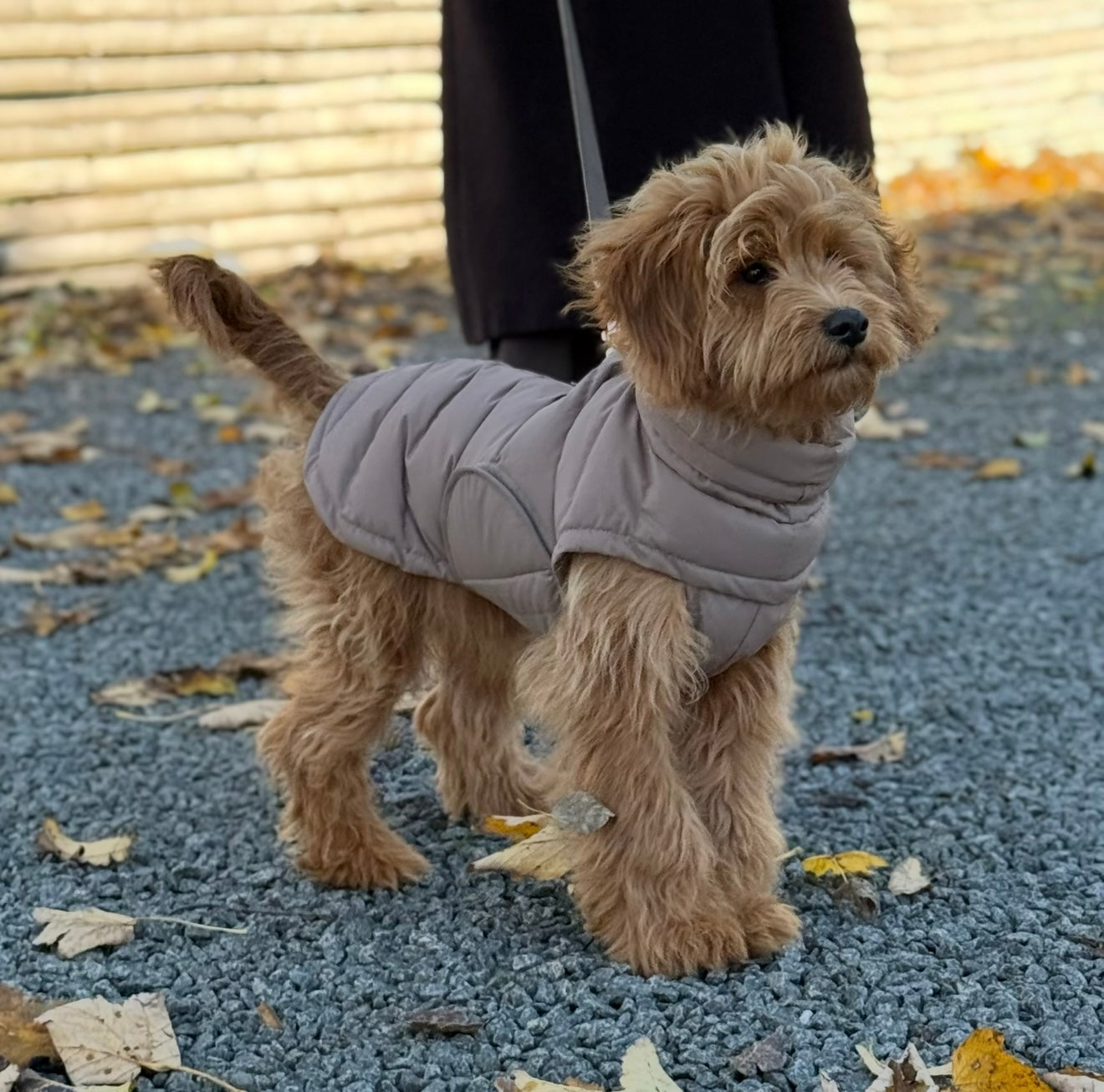 By Doodle Dogs Eva Hundejakke Vinter Brun