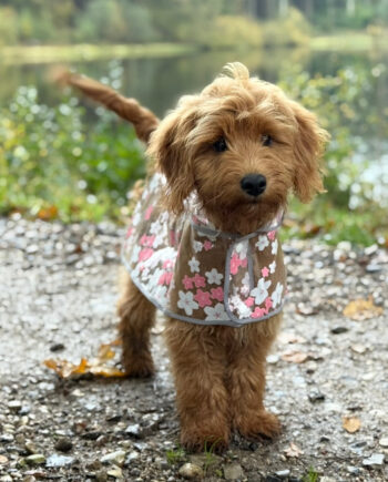 Regnjakke Til Hund    Blomster   Pink Small