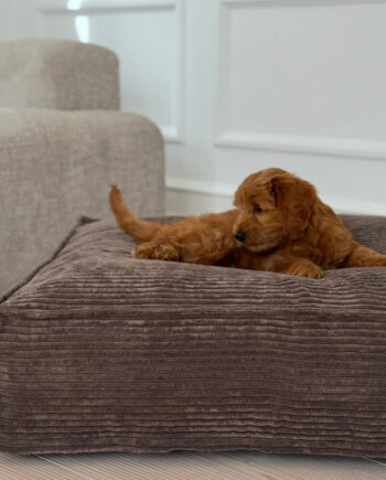Frede Hundekurven   Mørk Brun Medium   85   74   20 Cm