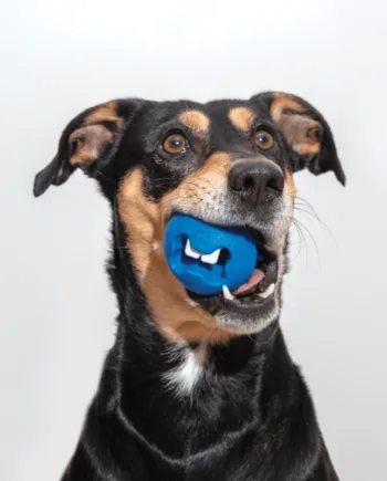 Rogz Fred Treat Toy
